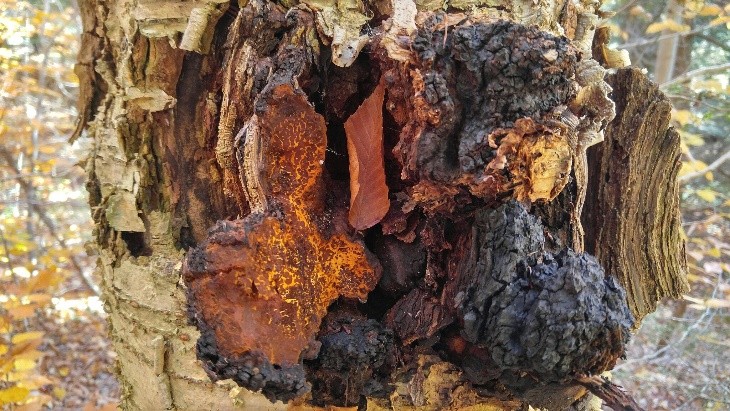 Chaga (Inonotus obliquus)