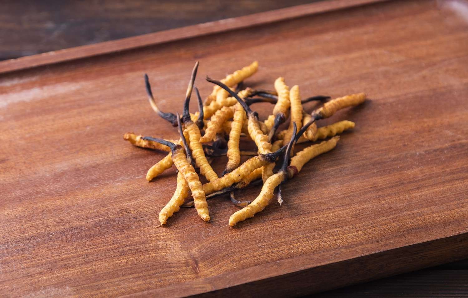 Cordyceps (Cordyceps sinensis)