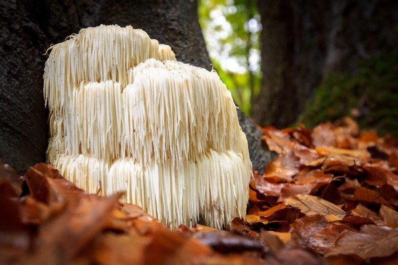 Lion's Mane (Hericium Erinaceus)