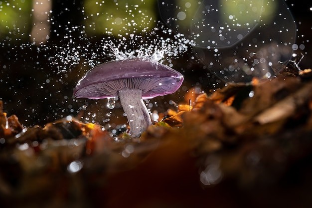 How Mushroom-Based Supplements Treat Depression