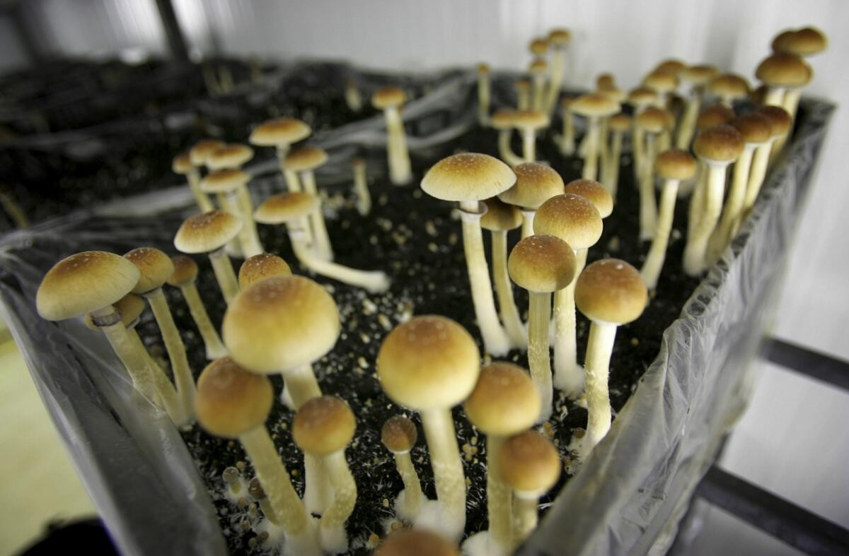 Psilocybin Mushrooms