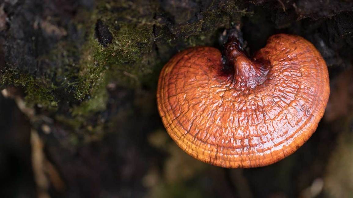 Reishi (Ganoderma Lucidum)