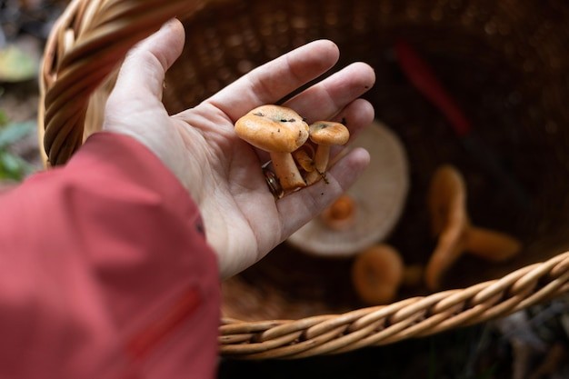 Science Behind Mushrooms and Mental Health